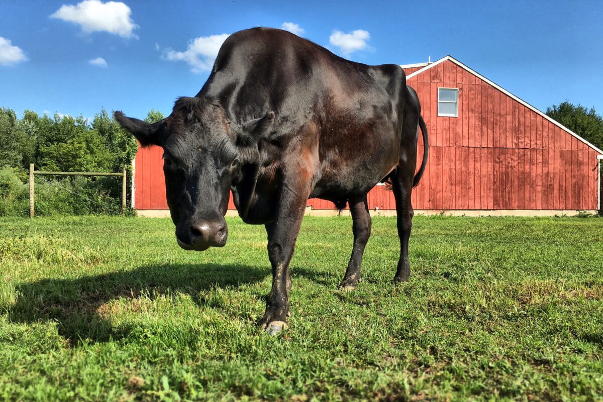 Our Farm - Mount Laurel Animal Hospital Our Farm - Mount Laurel Animal Hospital