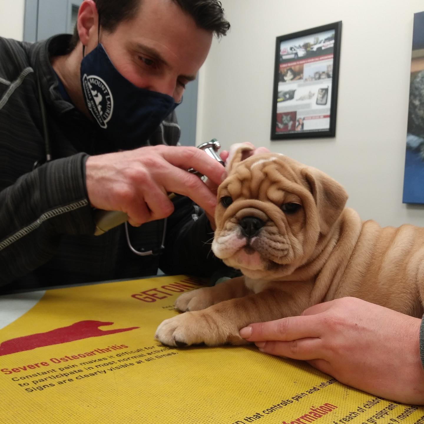 Careers Mount Laurel Animal Hospital