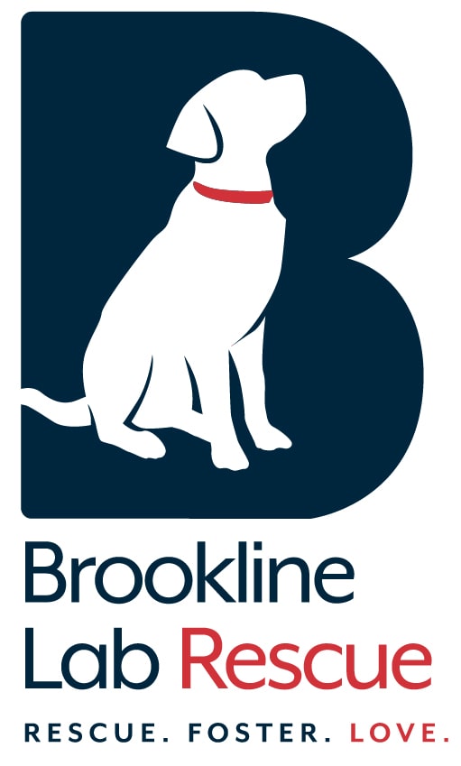 Brookline Labrador Retriever Rescue
