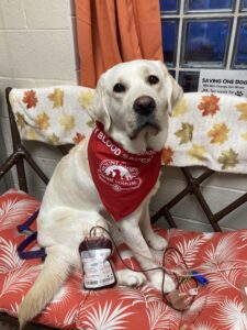 Penny MLAH Bloodbank
