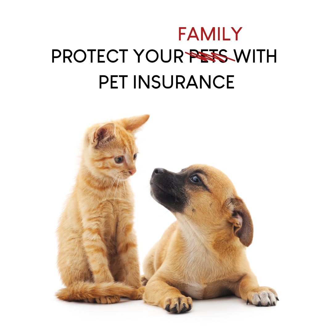 petinsurance Mountlaurel NJ