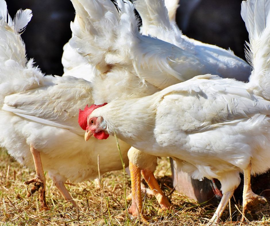 Avian Bird Flu Precautions NJ