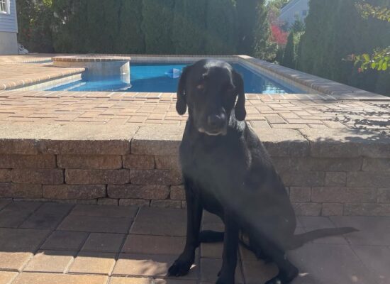 Summer Pet Hazard MLAH
