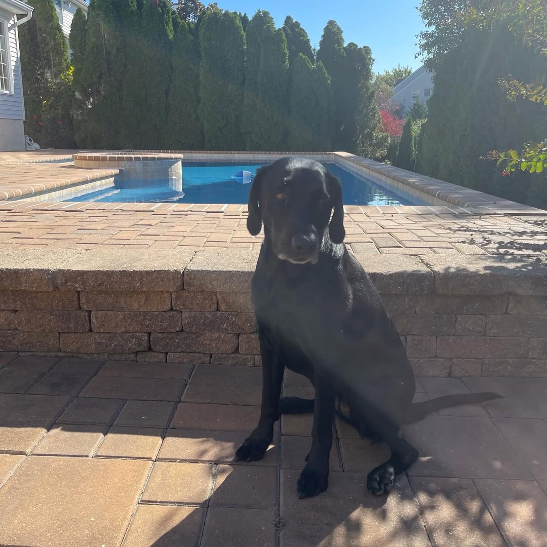 Summer Pet Hazard MLAH