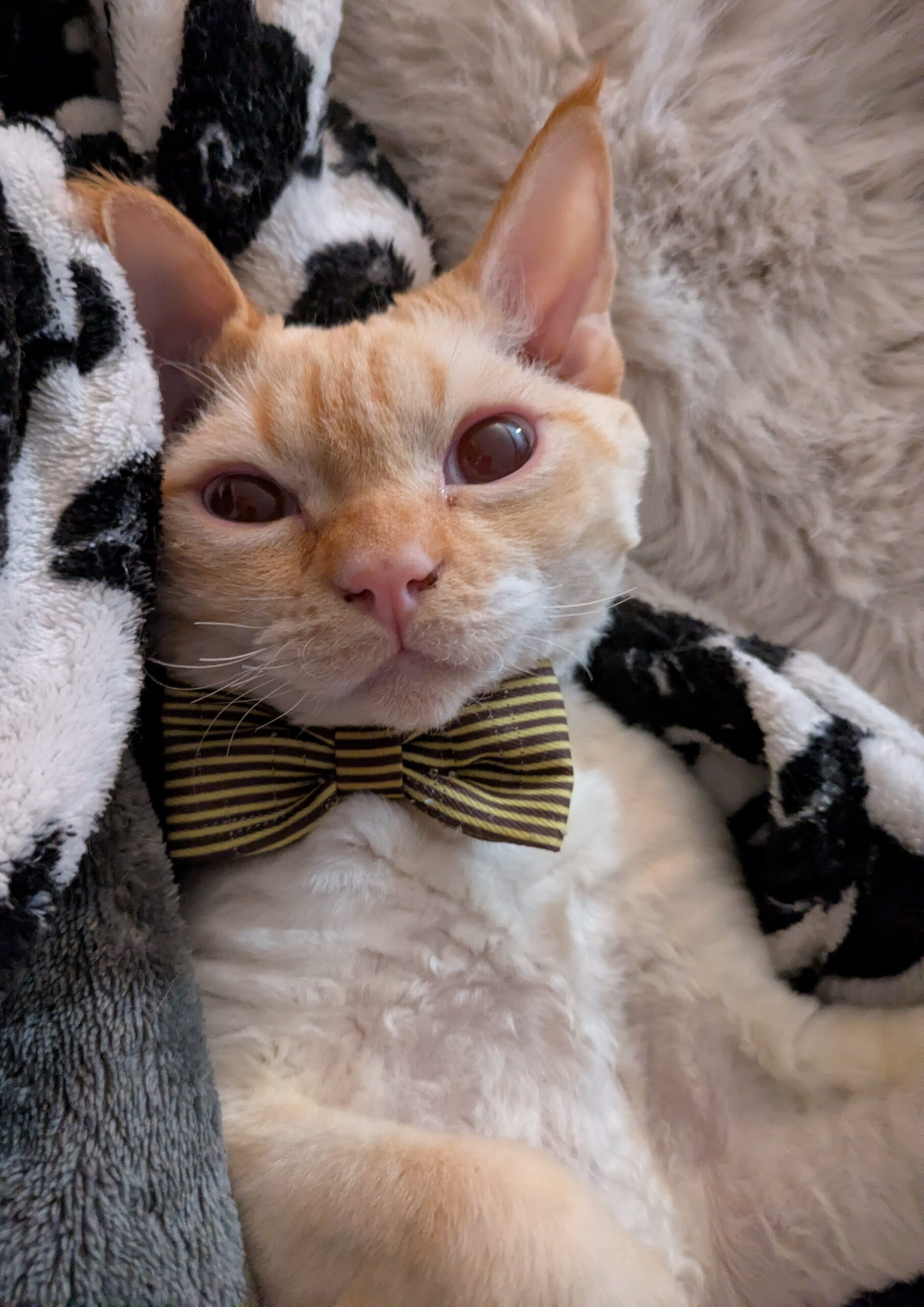 Theodore Francois Teddy Roach