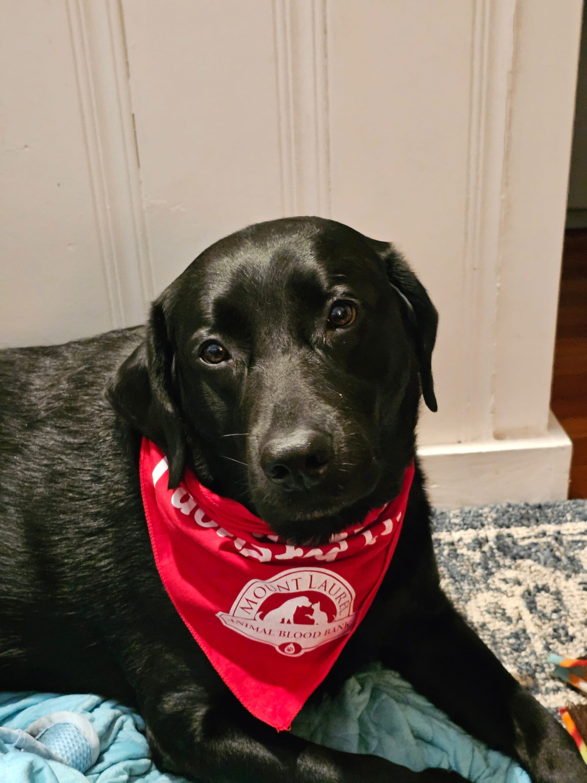 CiscoStefani MountLaurelAnimalHospital BloodBank