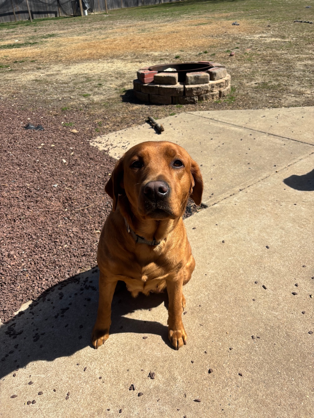 Perciphone BloodDonor MLAH