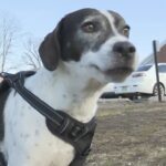 Ricky CBS News MountLaurelAnimalHospital