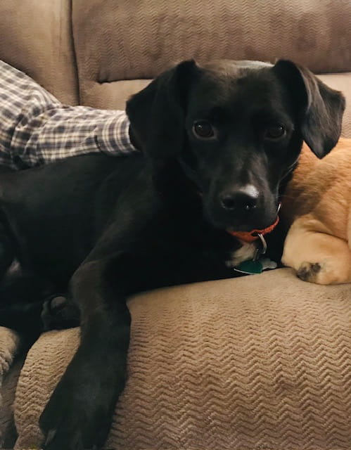 SammySemenza MLAH Bloodbank