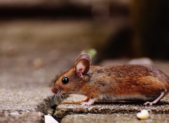 MountLaurel NJ Hantavirus veterinary