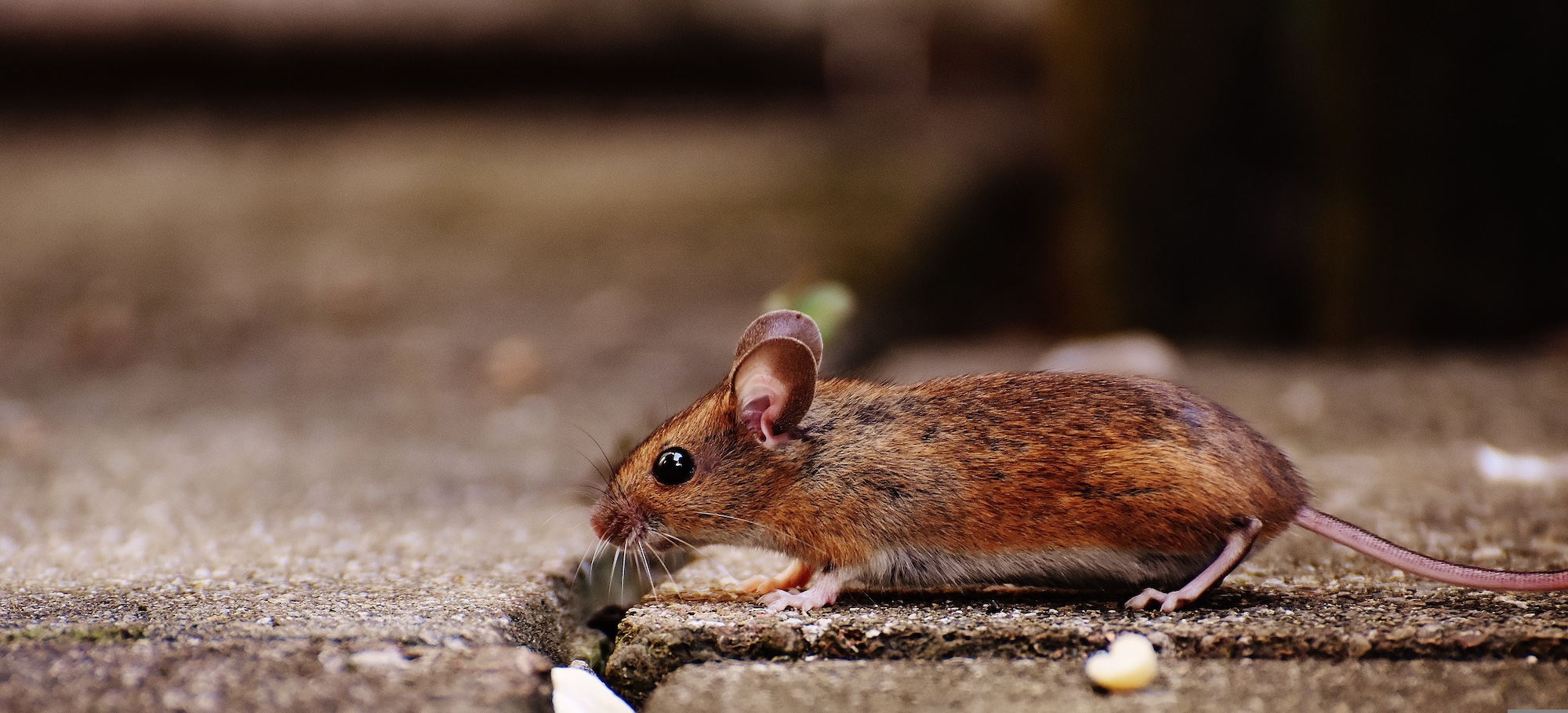 MountLaurel NJ Hantavirus veterinary