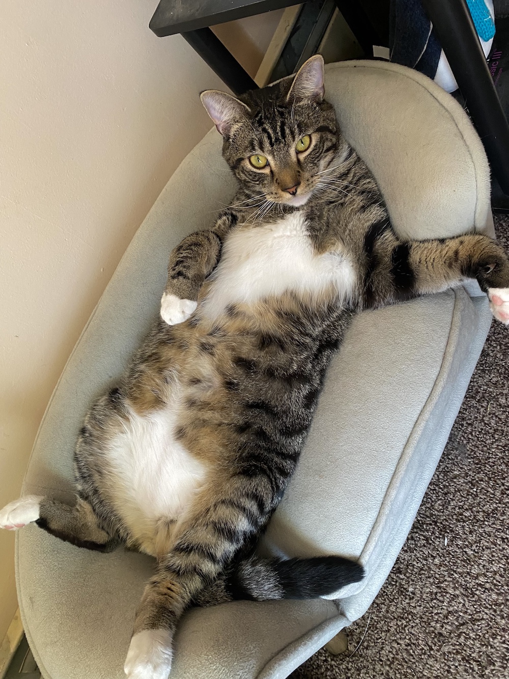 Mason Blood Donor MLAH veterinary